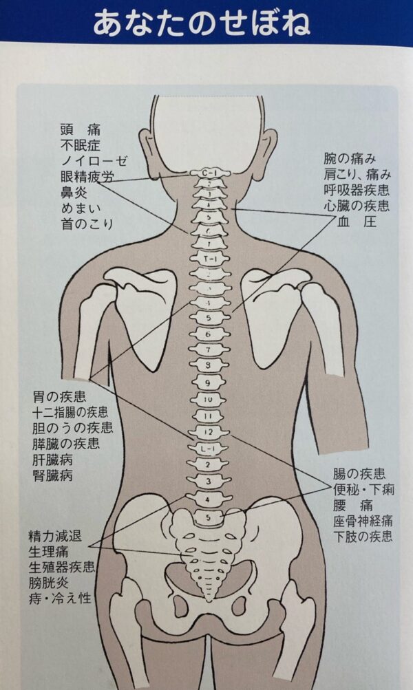 姫路市飾磨区中尾カイロプラクティックセンターあなたの背骨図