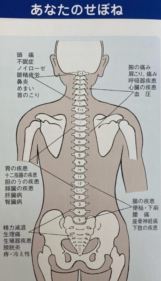 姫路市飾磨区中尾カイロプラクティックセンターあなたの背骨図